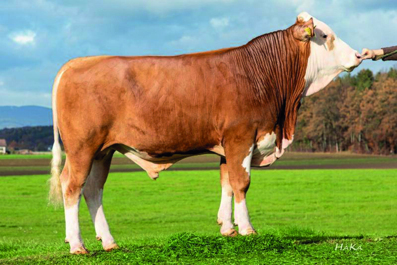 GS Hungaro