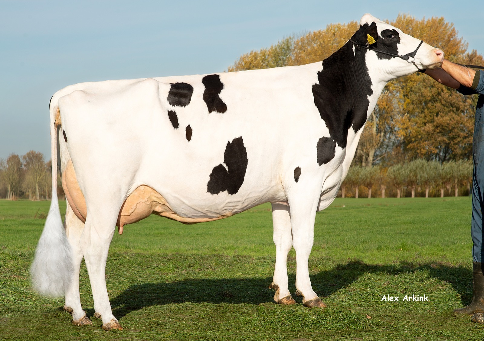 Gastelsveer Jeltje 97, grootmoeder van Caliber