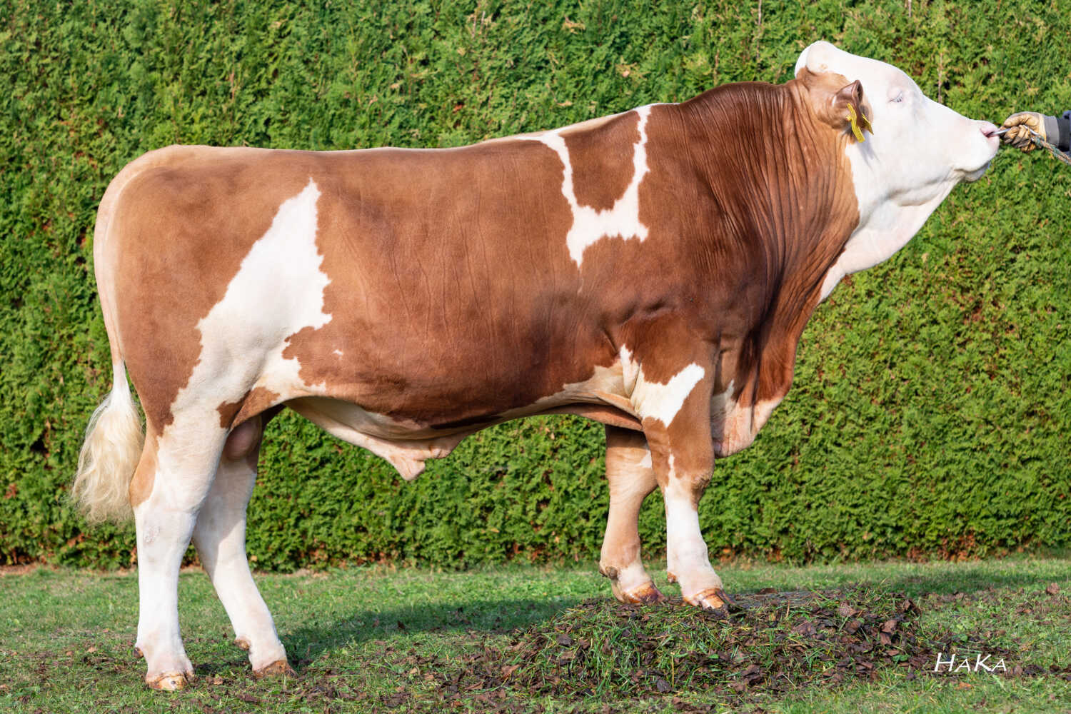 Hiller (Hashtag x Villeroy)
