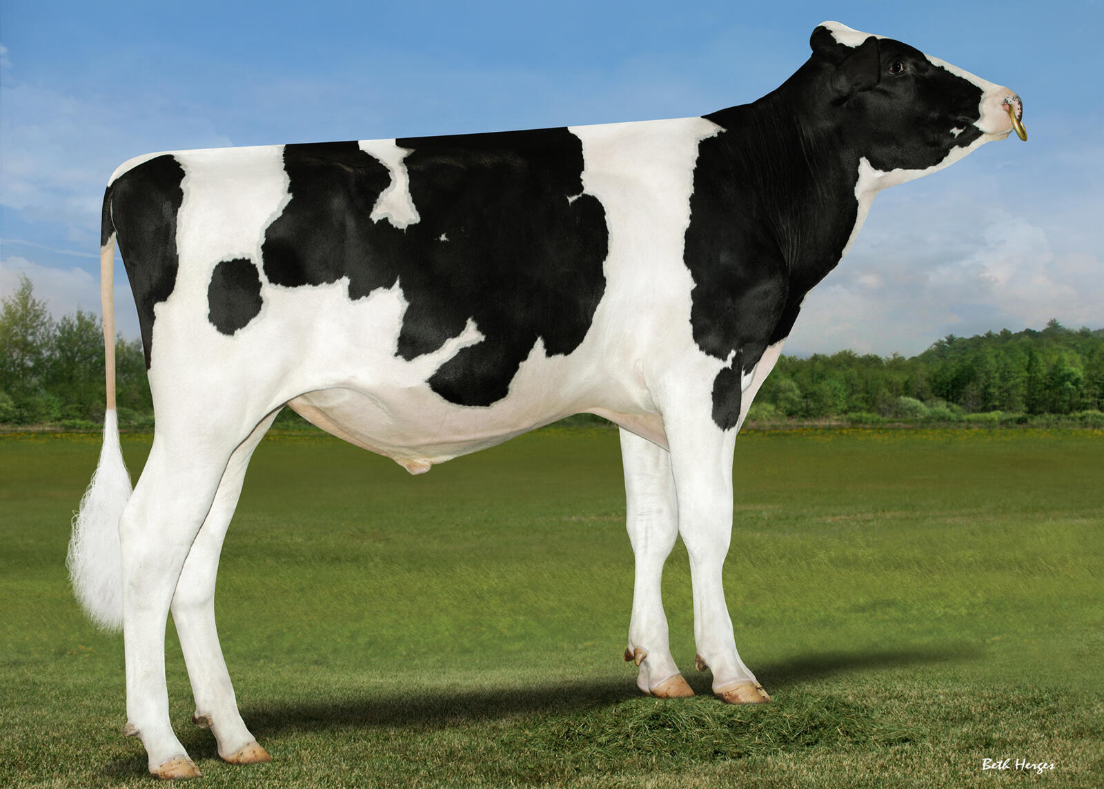 Aurora Othani P (Howland P x Sheepster)