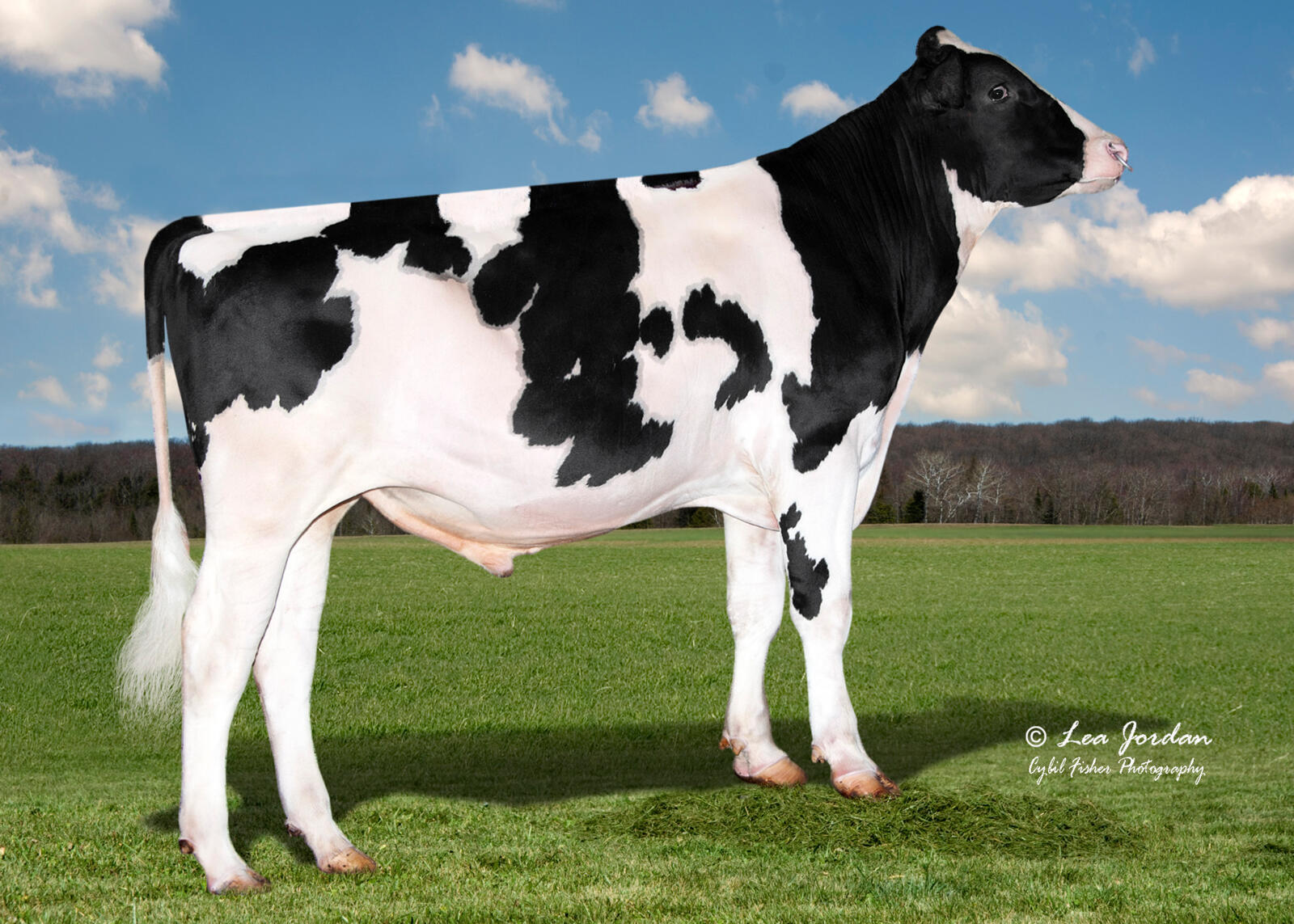 Peak AliceCooper (Sanborn x Tyrol)