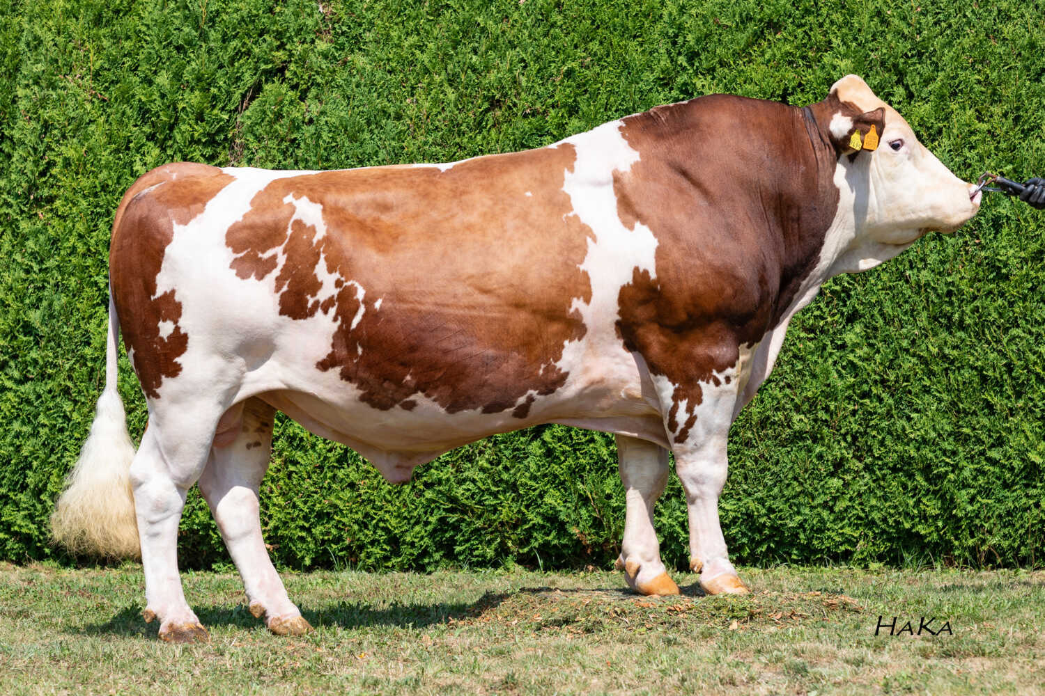 Harvis Pp* (Herango Pp* x Wombat)