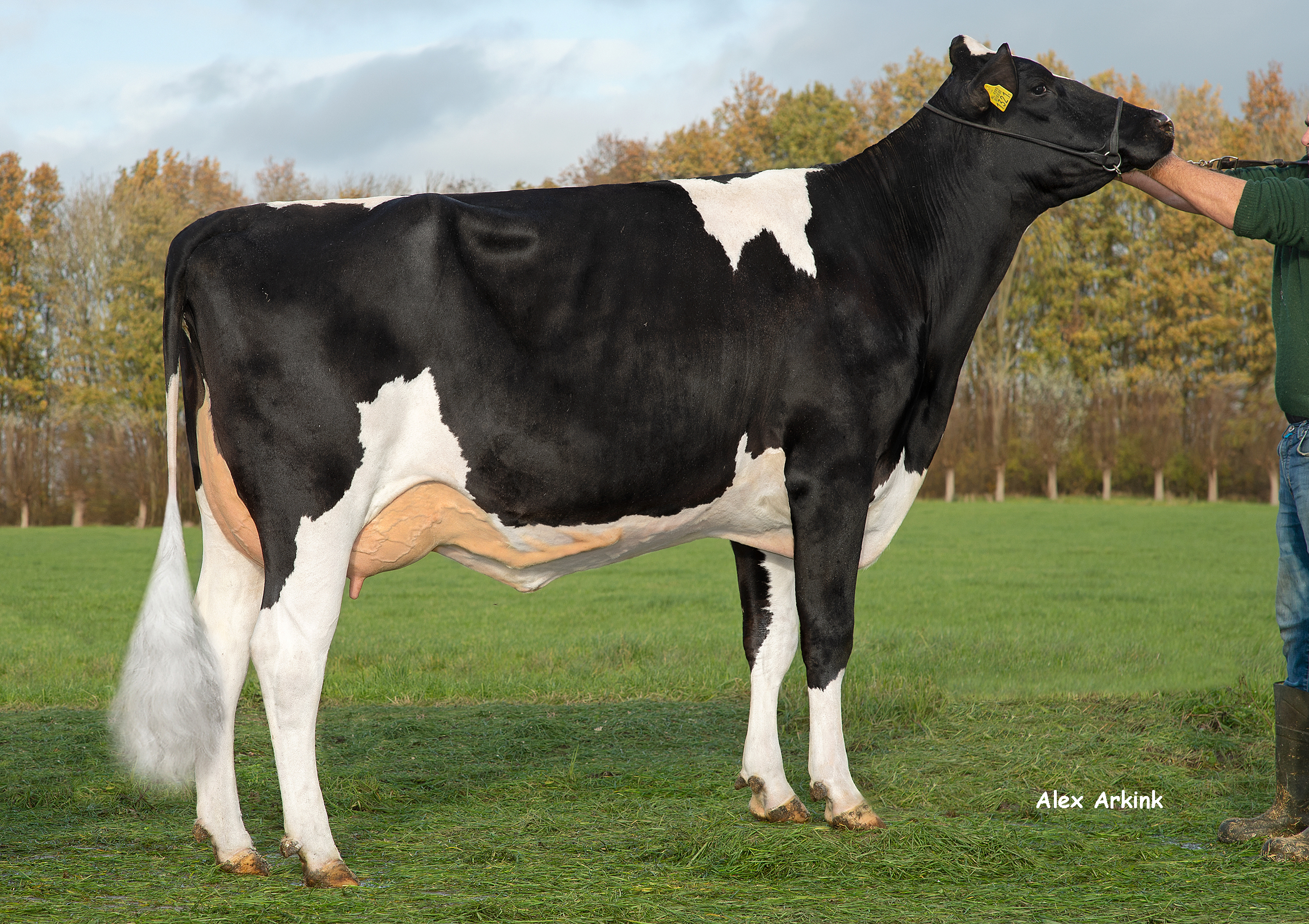 Hedra Jeltje 1321 (v. Starmaker) is de moeder van Stormer