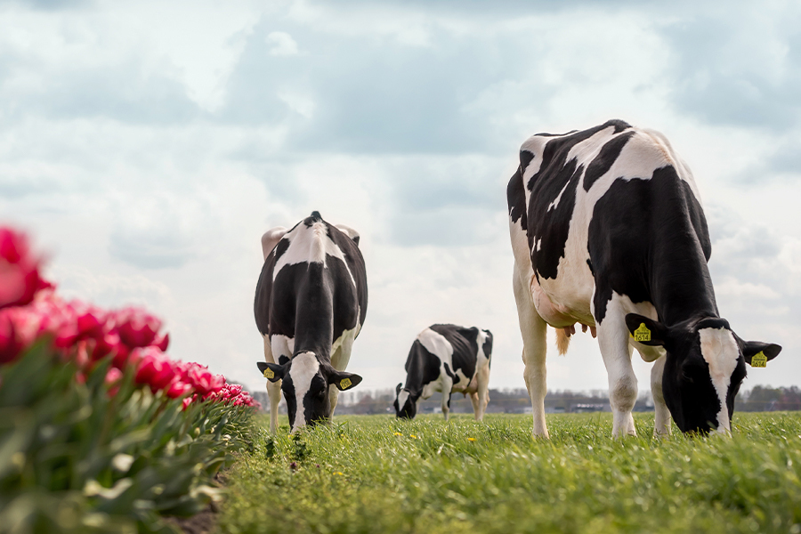 Roboterindex, Holstein, Zucht, Schwarzbunt, AMS, automatisiertes Melken, Weide, Weidehaltung