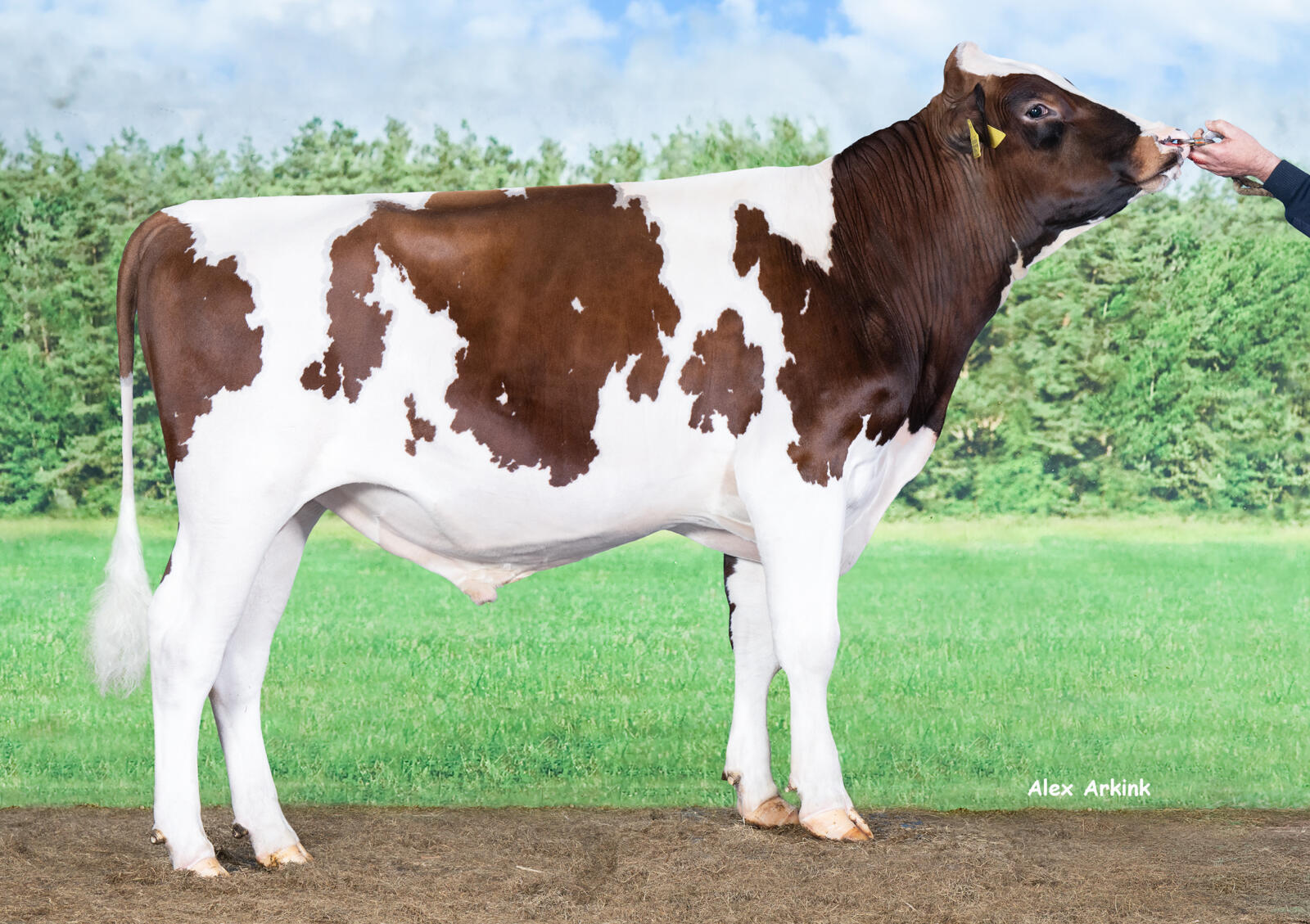 Delta Hyrox P (Statement rf x Appetizer rf)