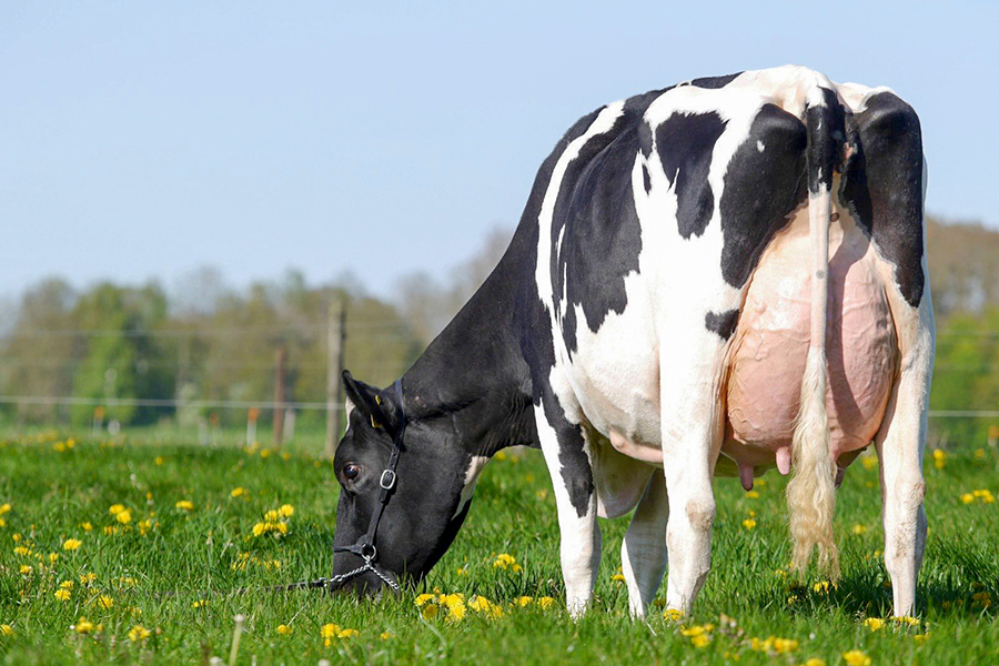 Holstein, Kuh, Rotbunt, Milch, Sommer, Blumen