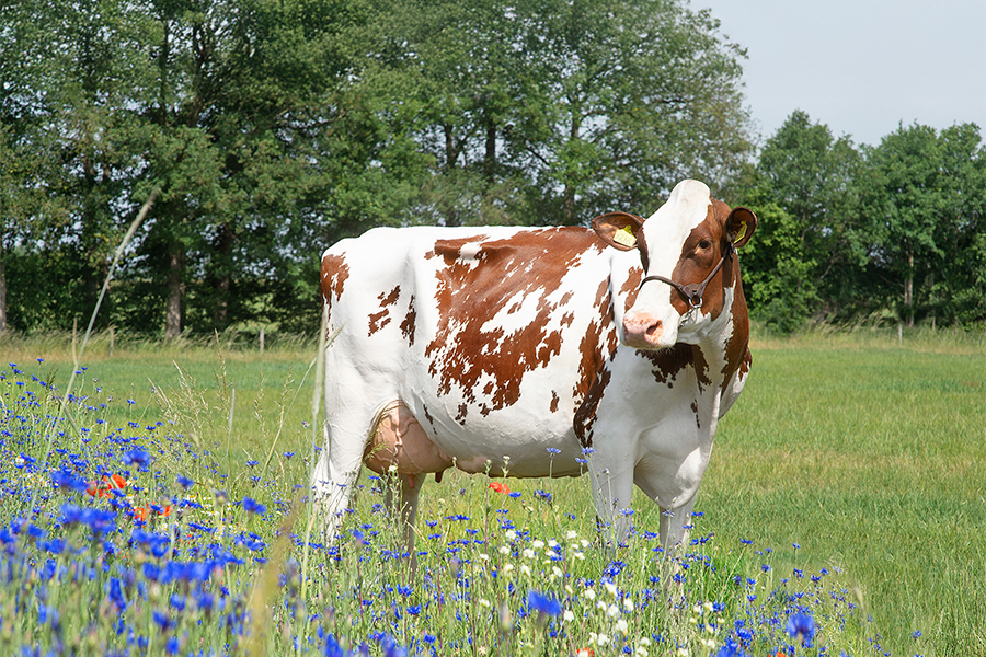 Holstein, kuh, rotbunt, scharzbunt, sommer