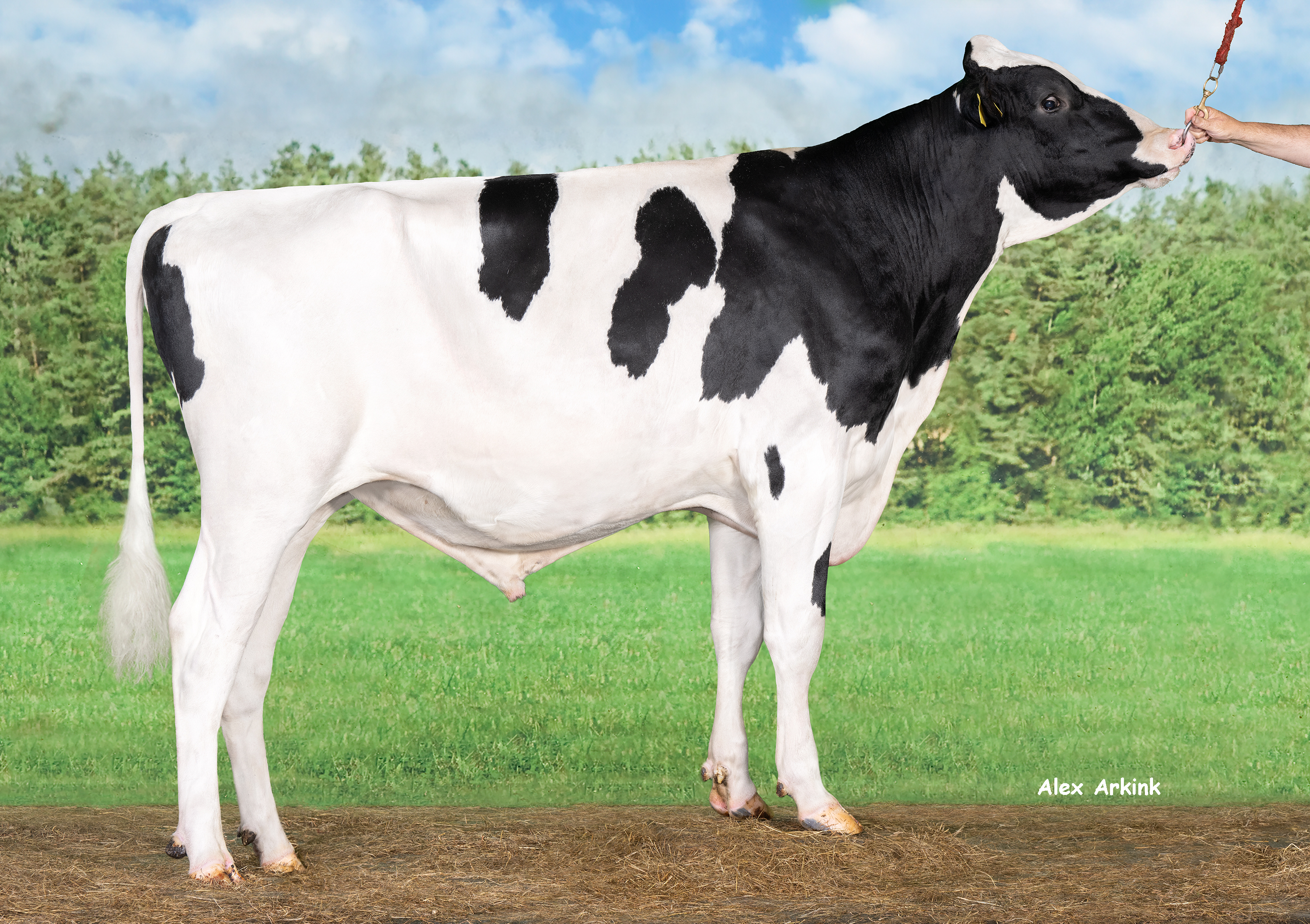 schwarzbunter Holsteinbulle Lifehack