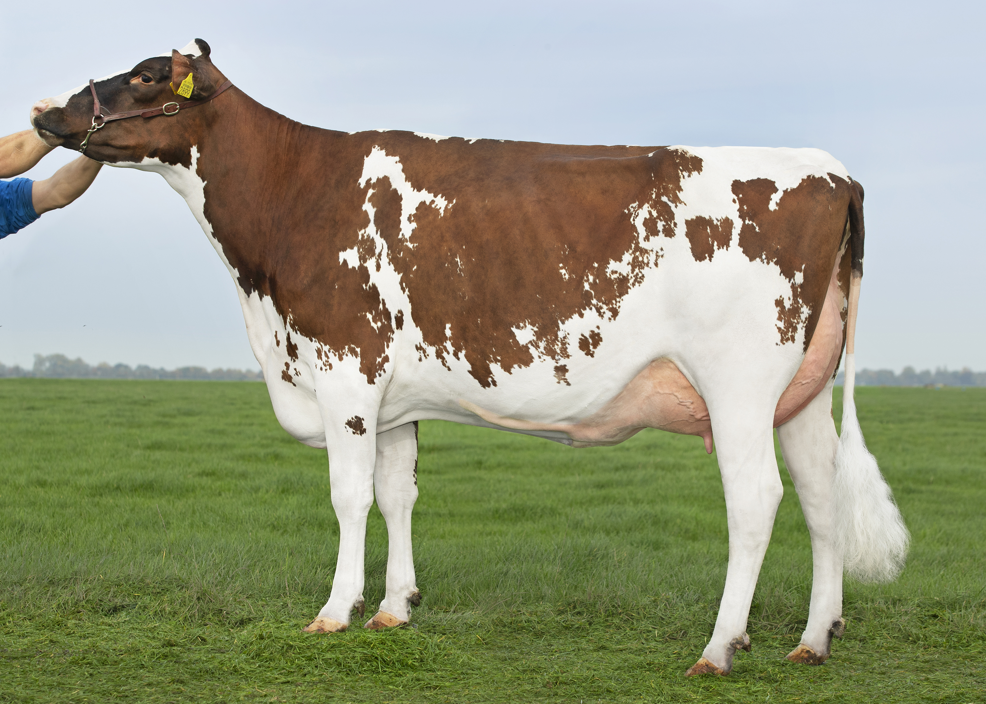 Delta Lyset, moeder van Borax en grootmoeder van Bonfire P-red en Polestar P rf