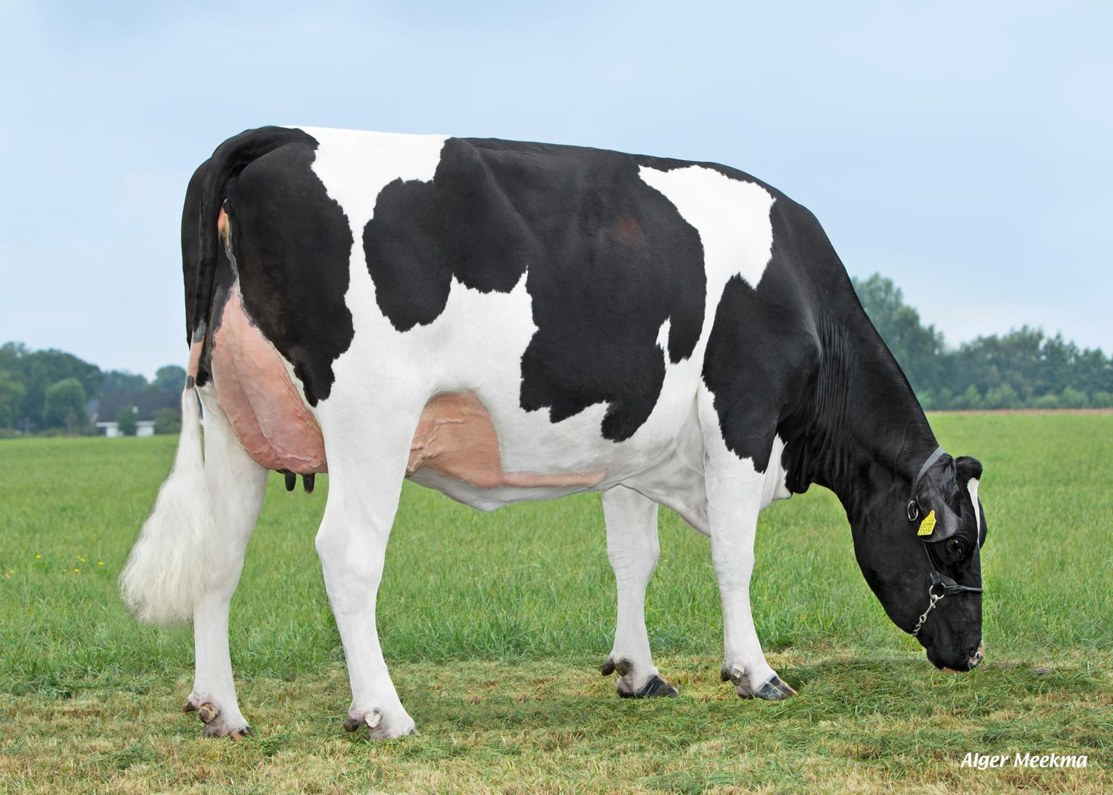 Delta Dominque RC (s. Turmeric), dam of Delta Chateau