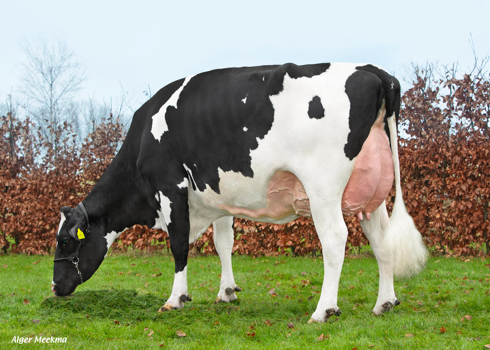 Delta Afiene P RC (s. Eloy), dam of Delta Tadej P
