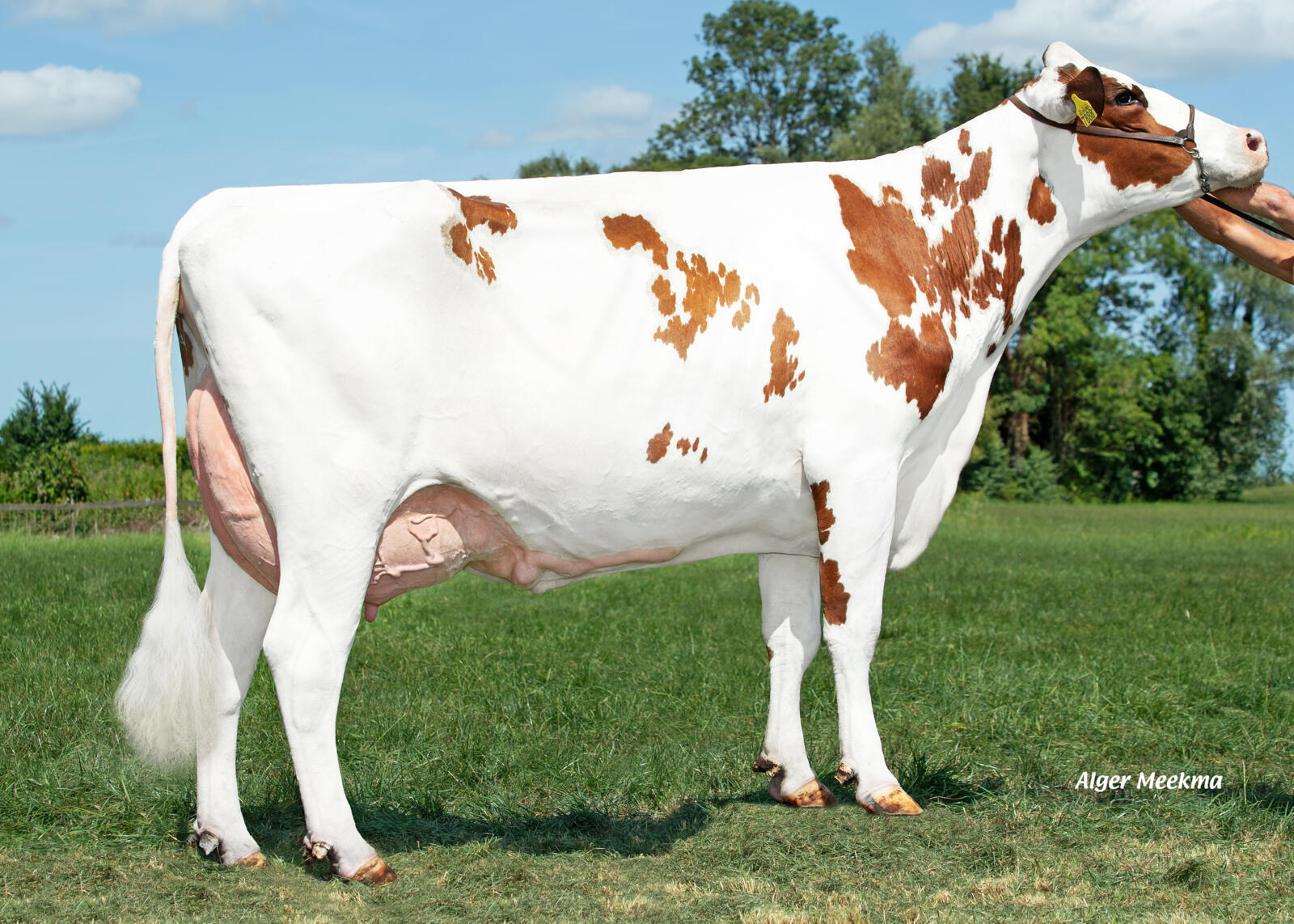 Delta Tibbie (v. Imperial) is de moeder van Delta Jenning P-Red