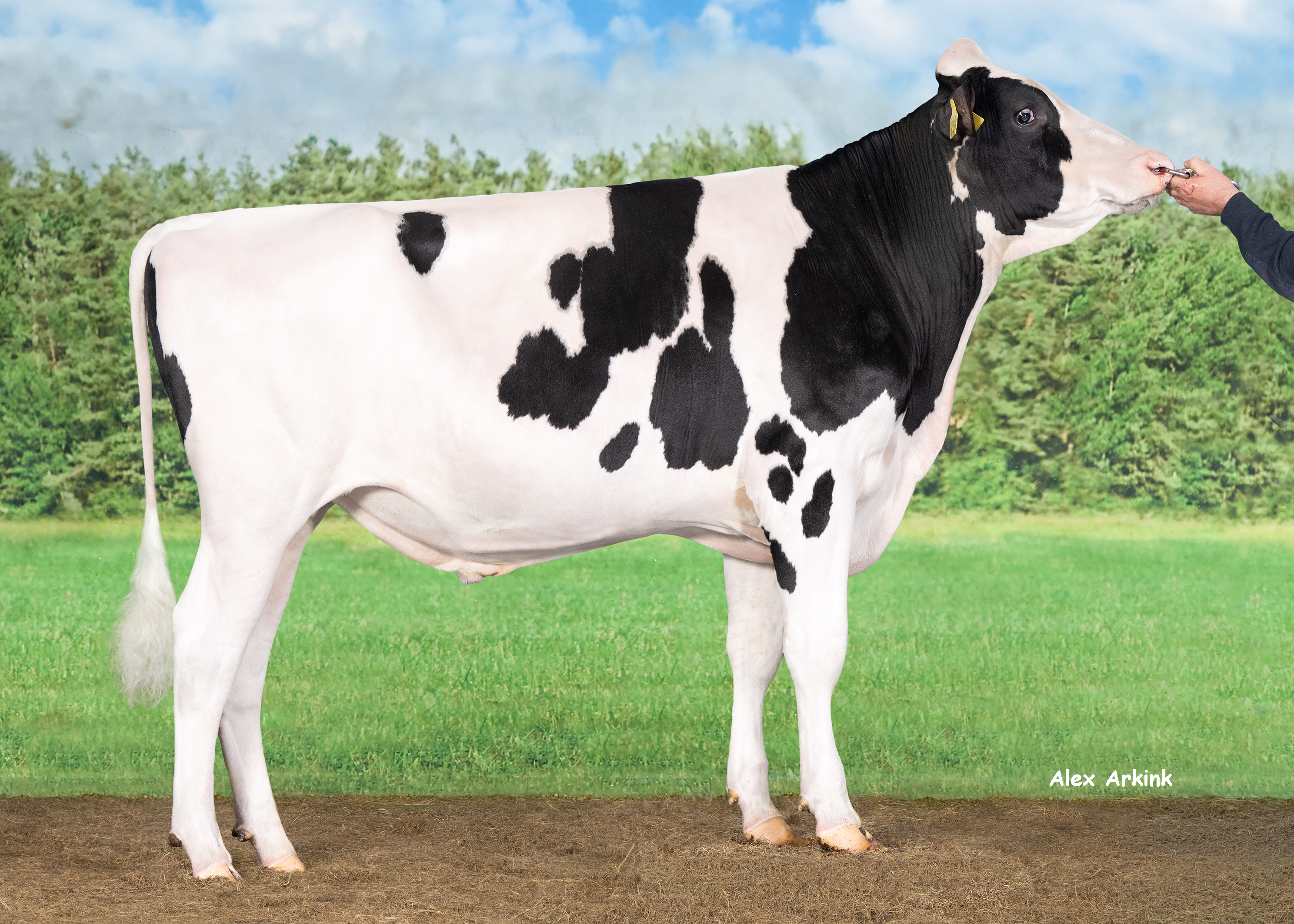 Schwarzbunter Holsteinbulle Miller