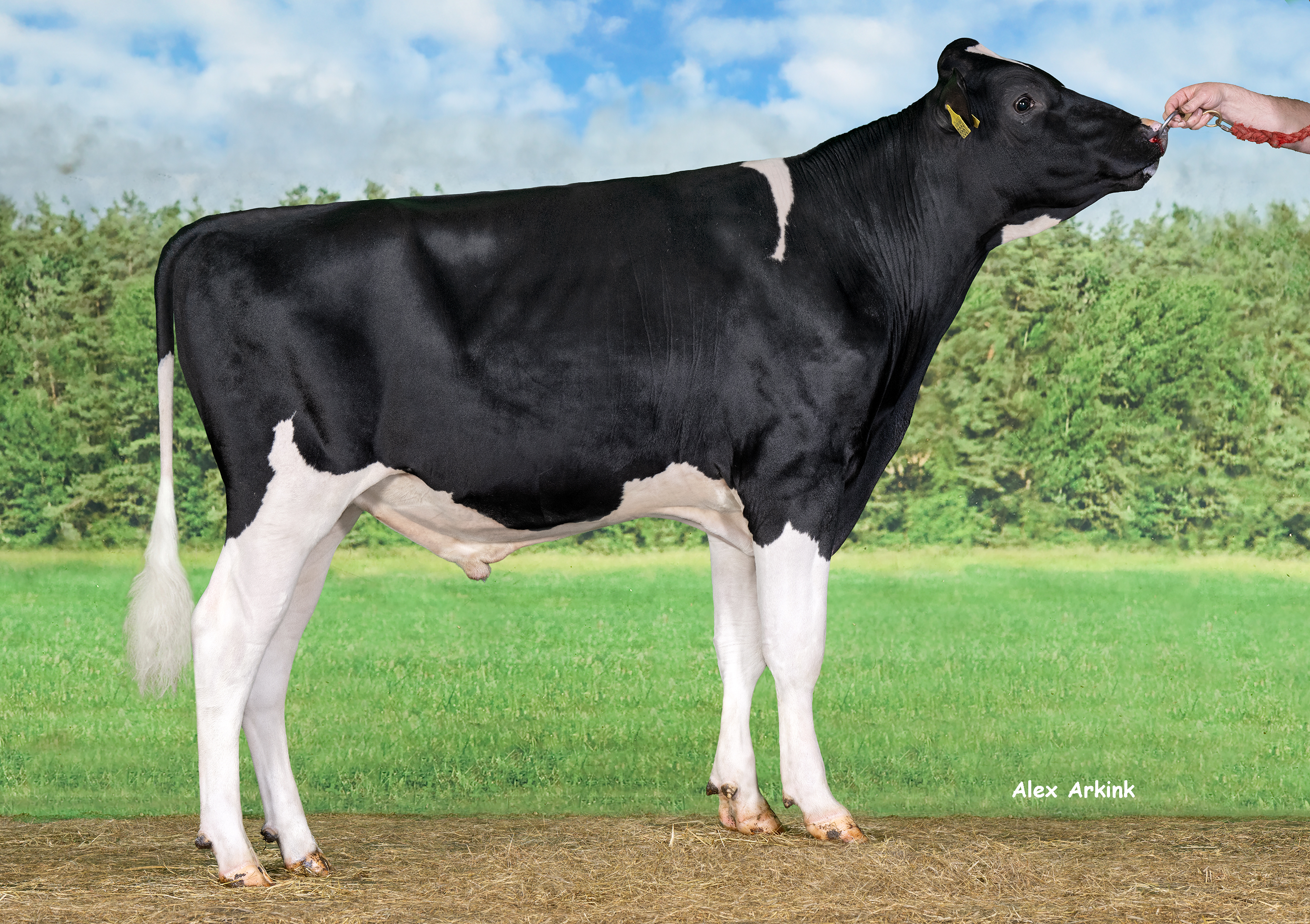 schwarzbunter Holsteinbulle Monarch