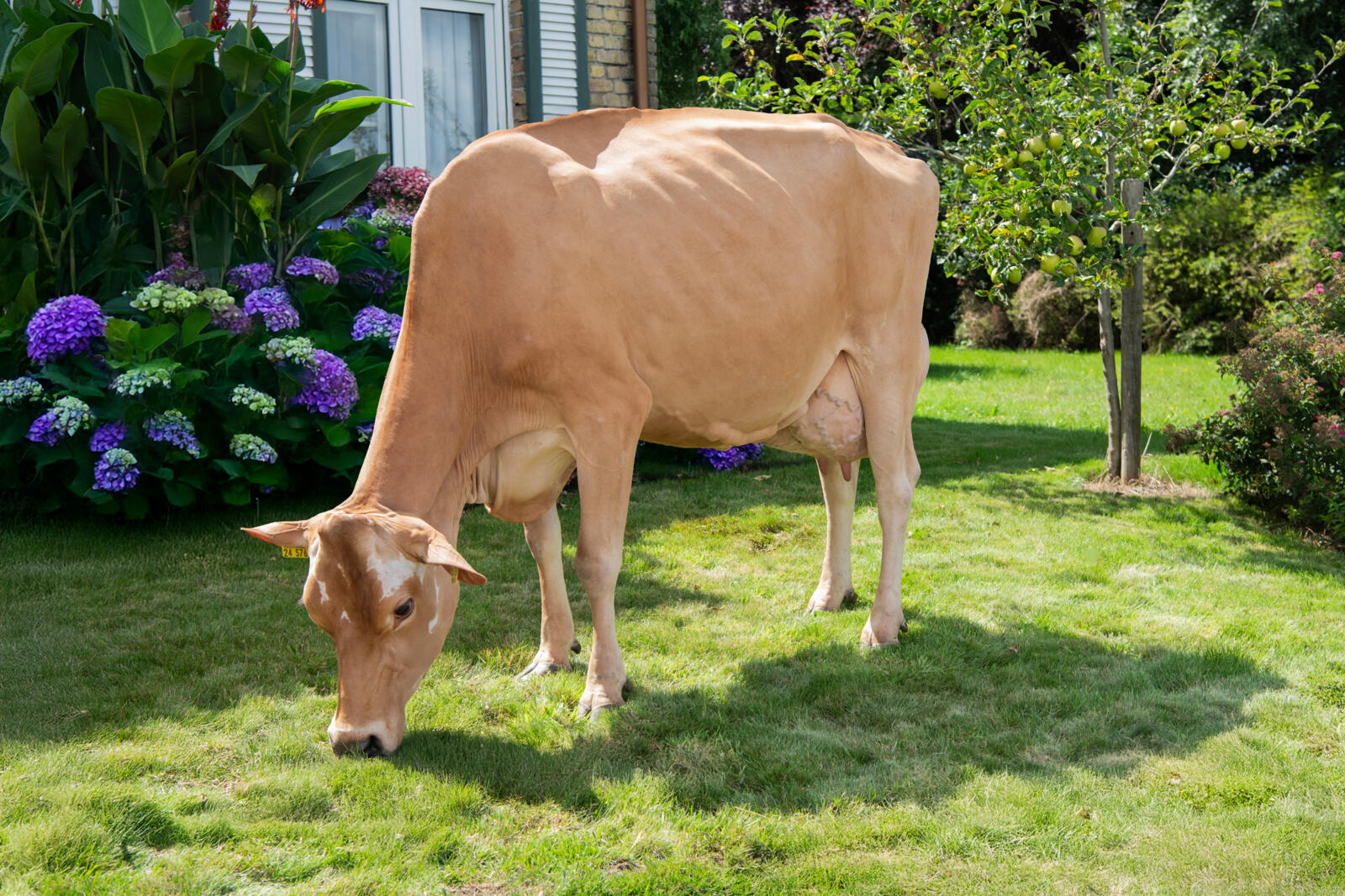 De excellente derdekalfskoe Wendy is voorspeld op 10.700 kg melk met 4,6% vet en 3,4% eiwit