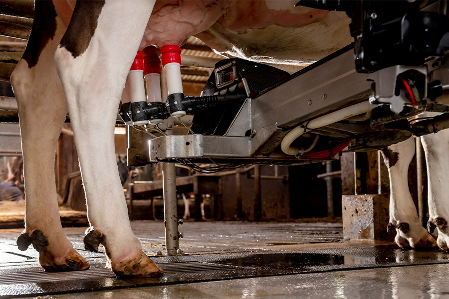 Roboterindex, Holstein, Zucht, Schwarzbunt, AMS, automatisiertes Melken, Weide, Weidehaltung
