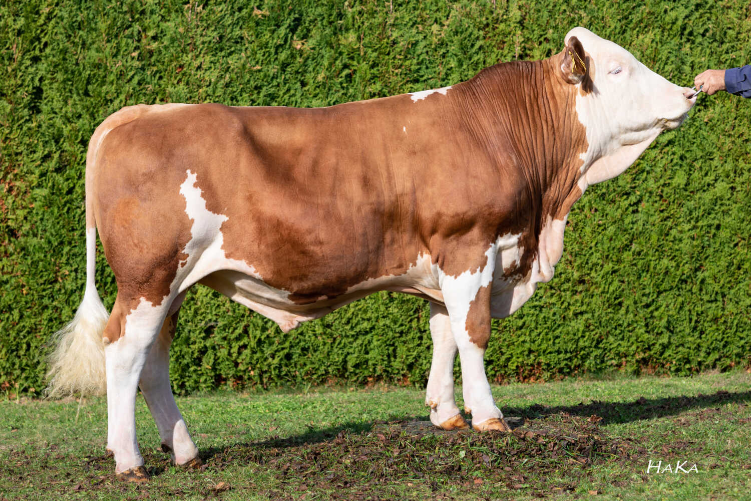 Salbei (Sido x Wombat)
