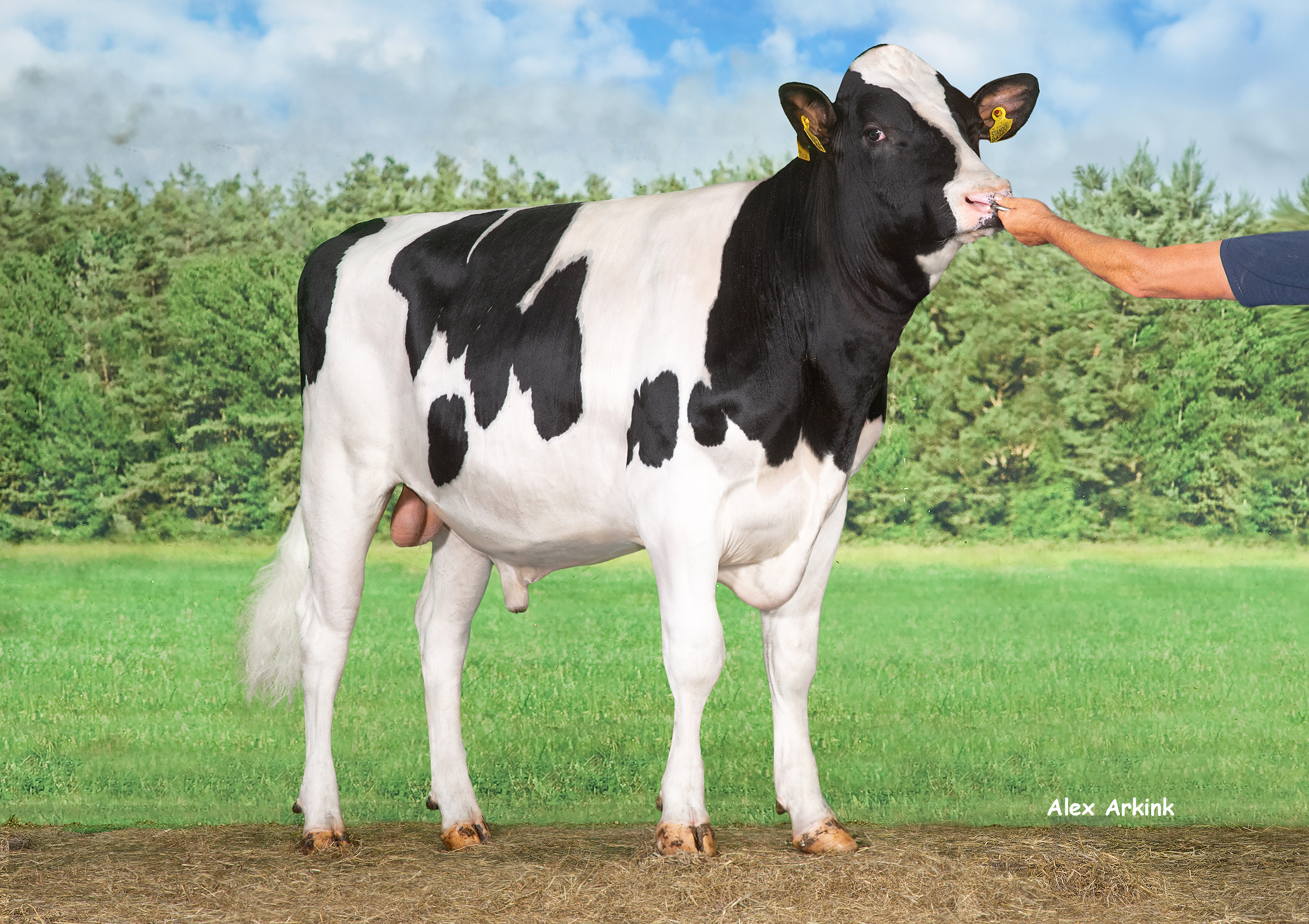 Delta Standout (Statement x Appetizer) heeft een lage verwantschapsgraad met de thuismarkt