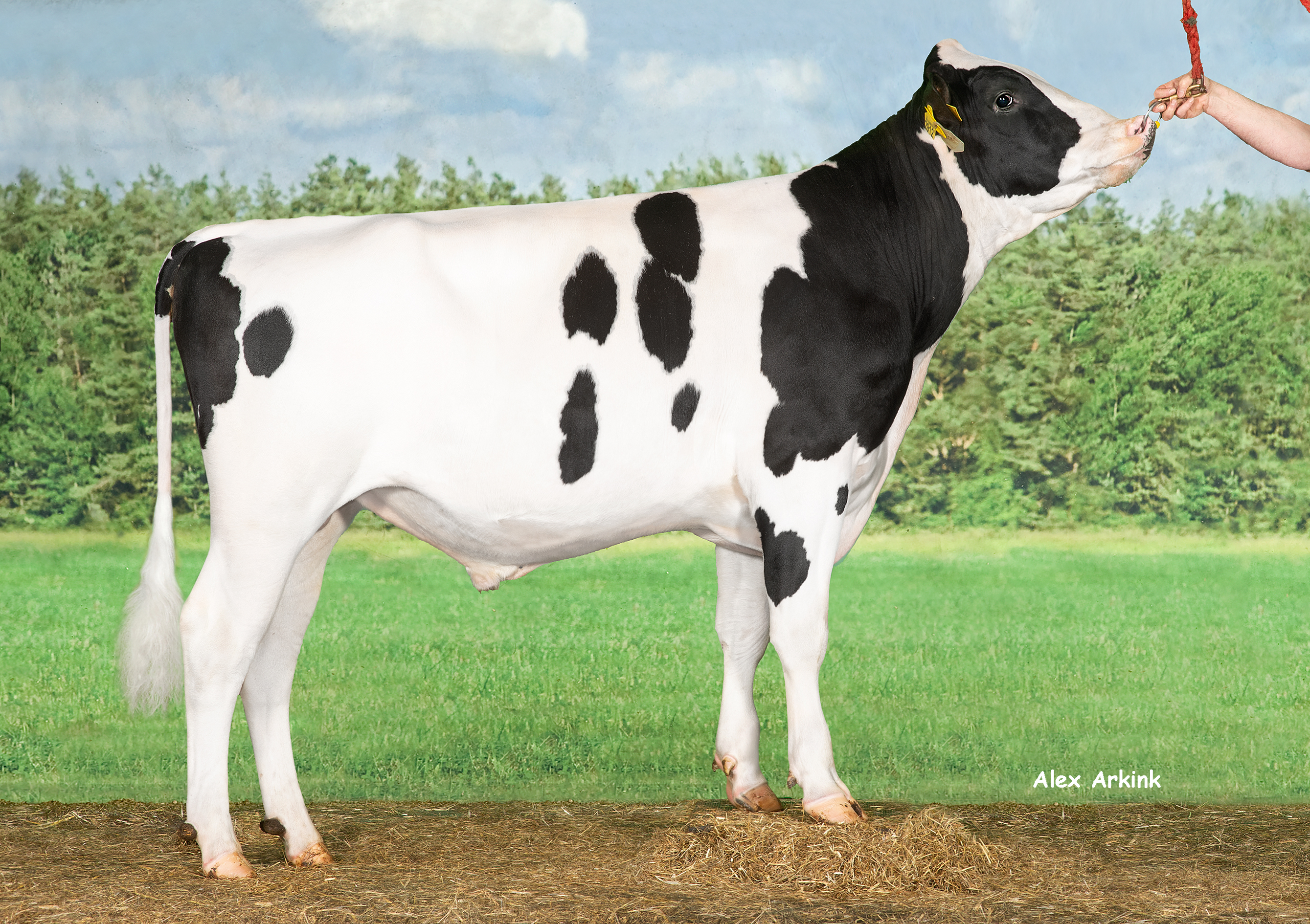 schwarzbunter Holsteinbulle Surfer Pp