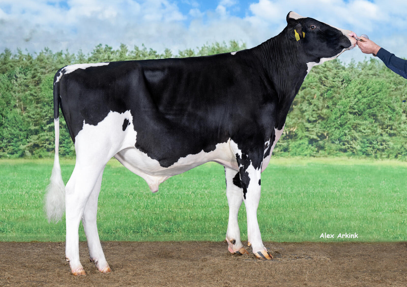 Delta Tiramisu PP rf (Primetime PP x Fair Play P)