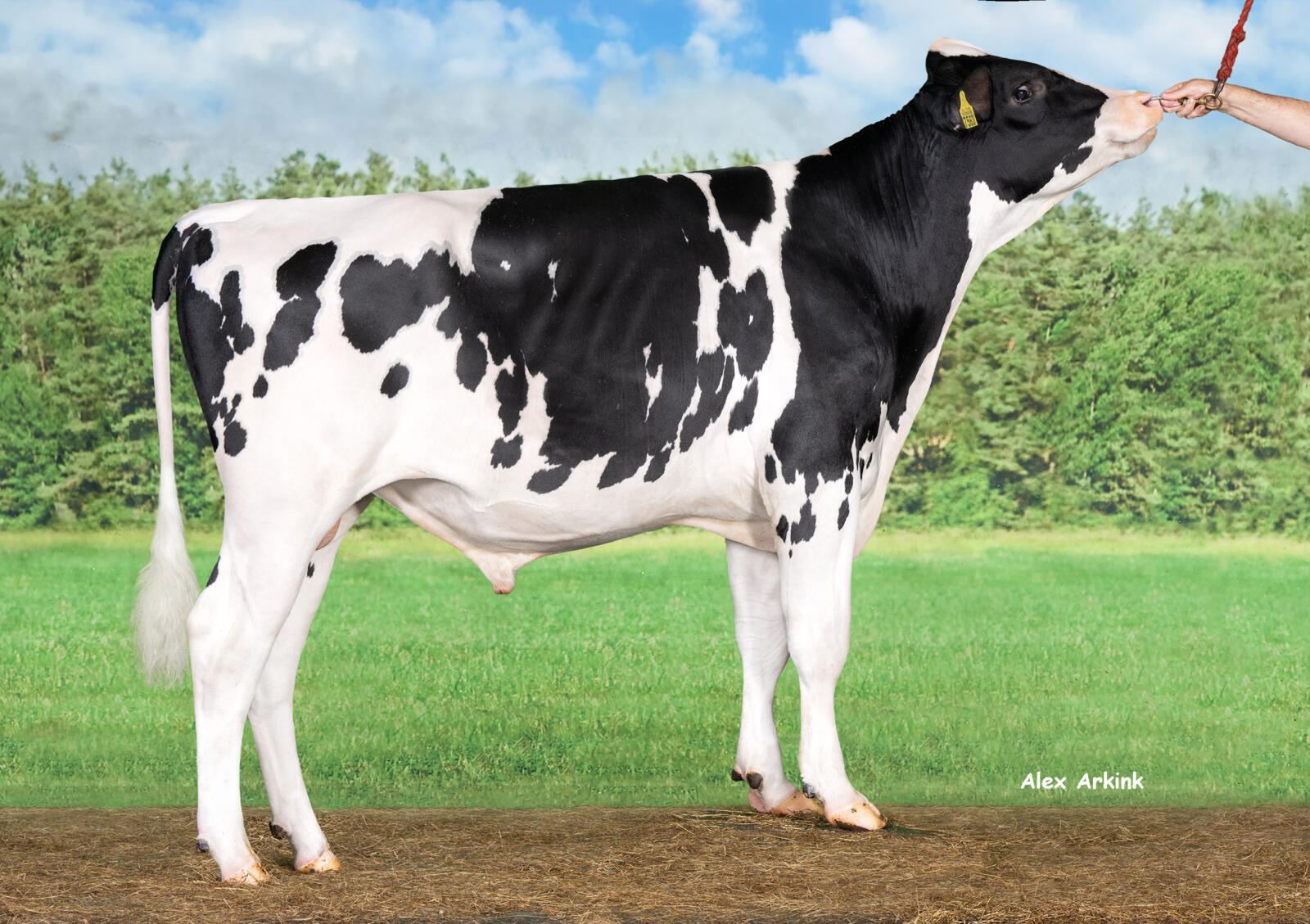 Delta True Blue P rf (Header P fr x Rohirim)
