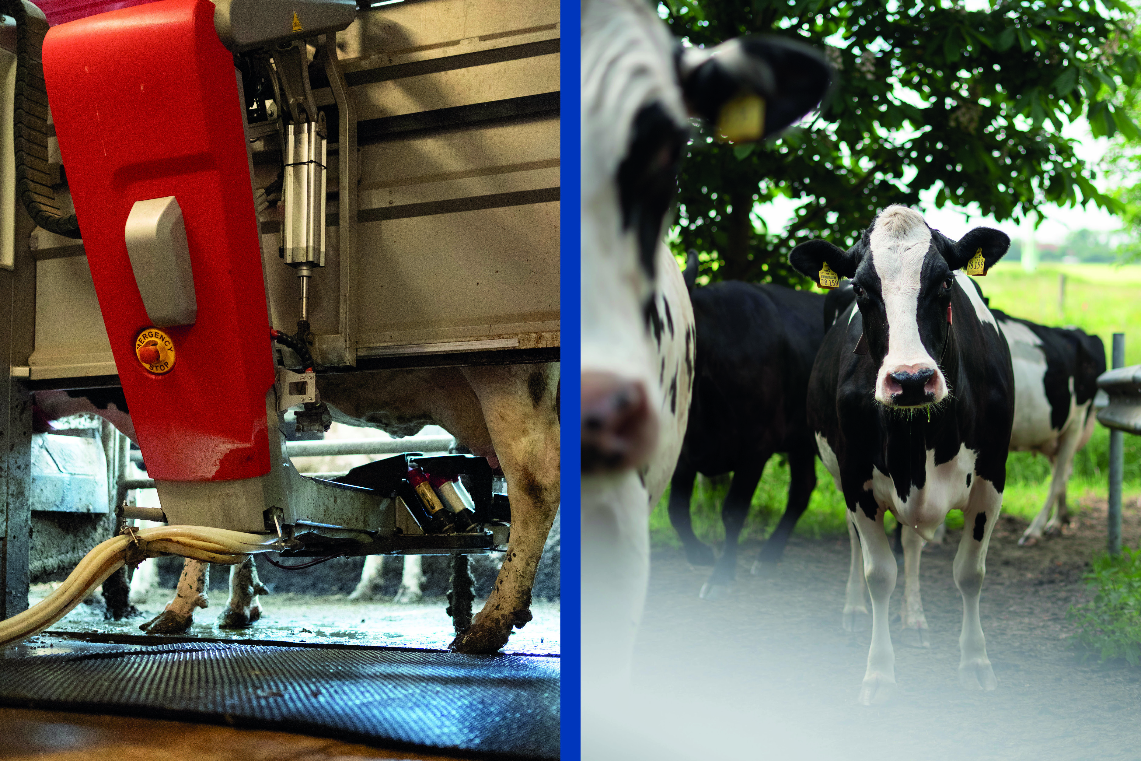 Melkroboter, Holstein, Schwarzbunt