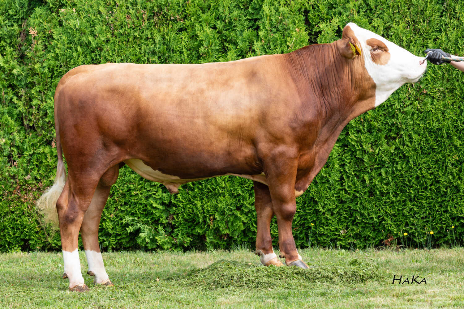 Waldman Pp* (Wachau P*S x Superboy)