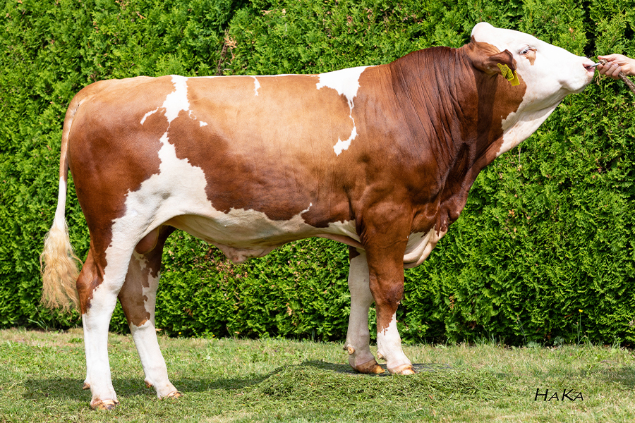 Fleckvieh, Insire, simmental, well PP, bulle