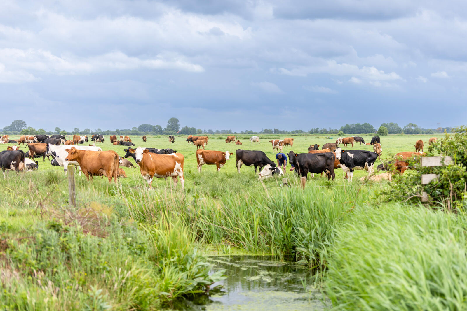 Herd of family Boon