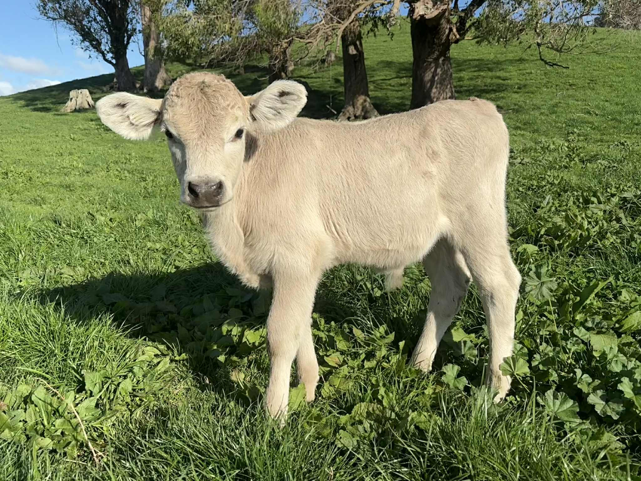 Dairy beef on the rise as bobby calf numbers fall