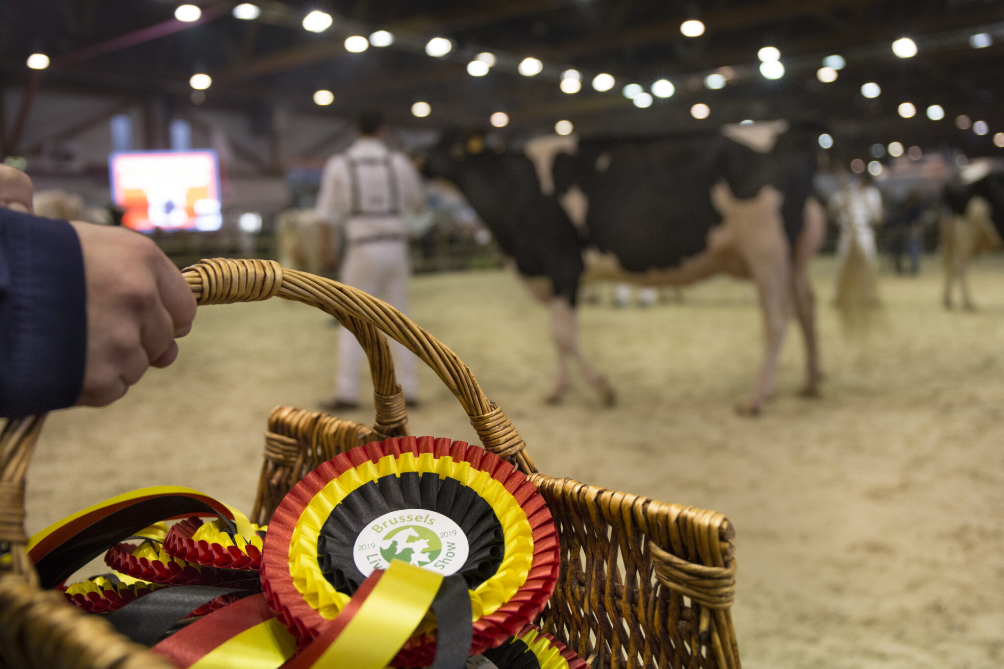 Inschrijven Belgisch Kampioenschap holstein en BWB