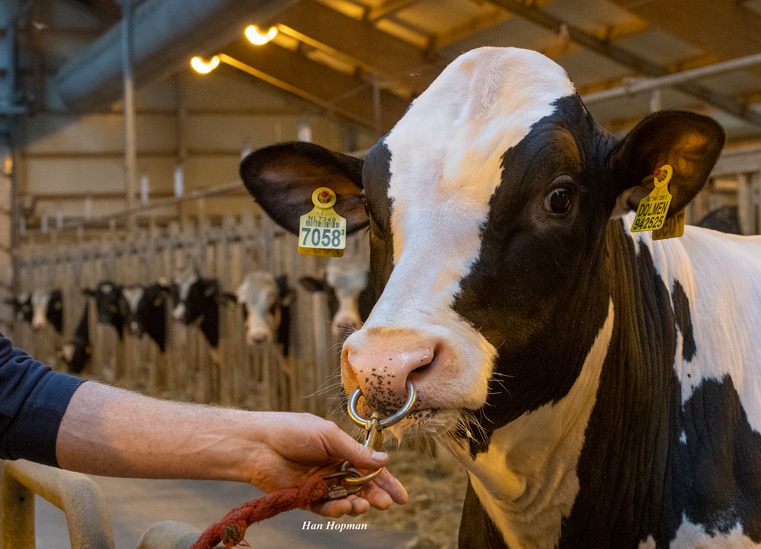 Zuchtwertschätzbericht August 2025 Holstein