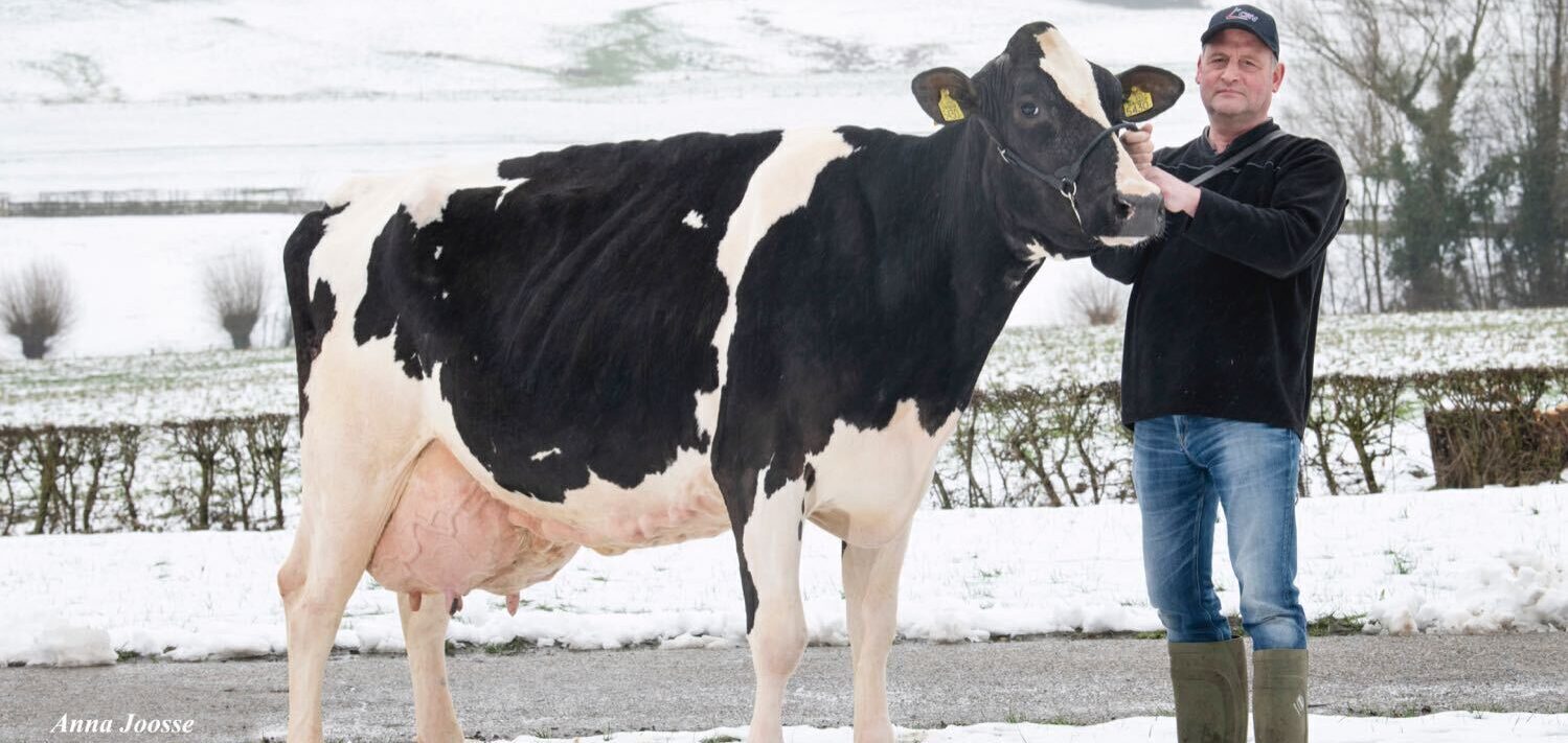 Flagship of breeding for durability Apina Nadja procudes 100,000kg of milk