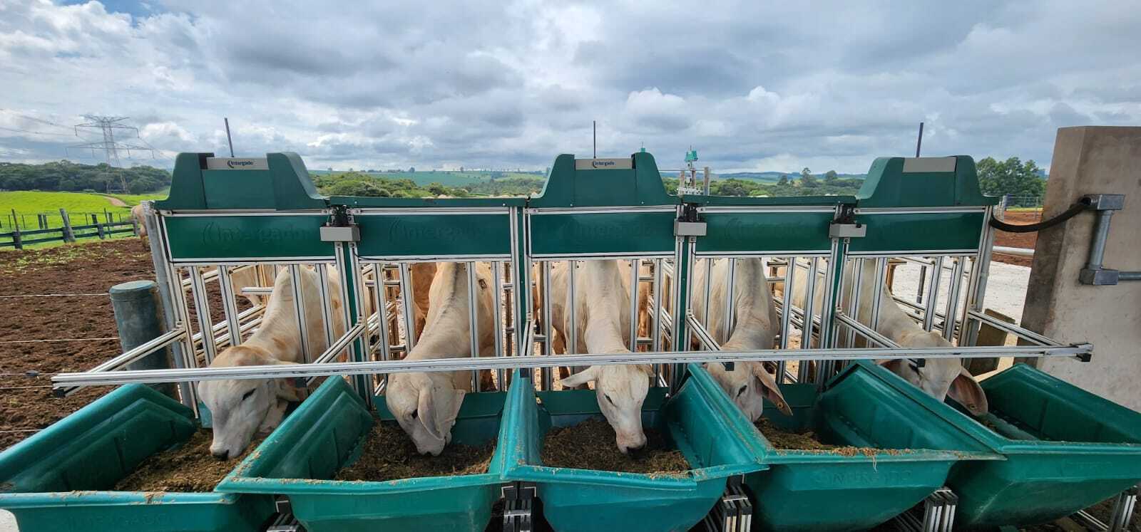 Prova de Eficiência Alimentar da Confraria da Carcaça Nelore melhora índices