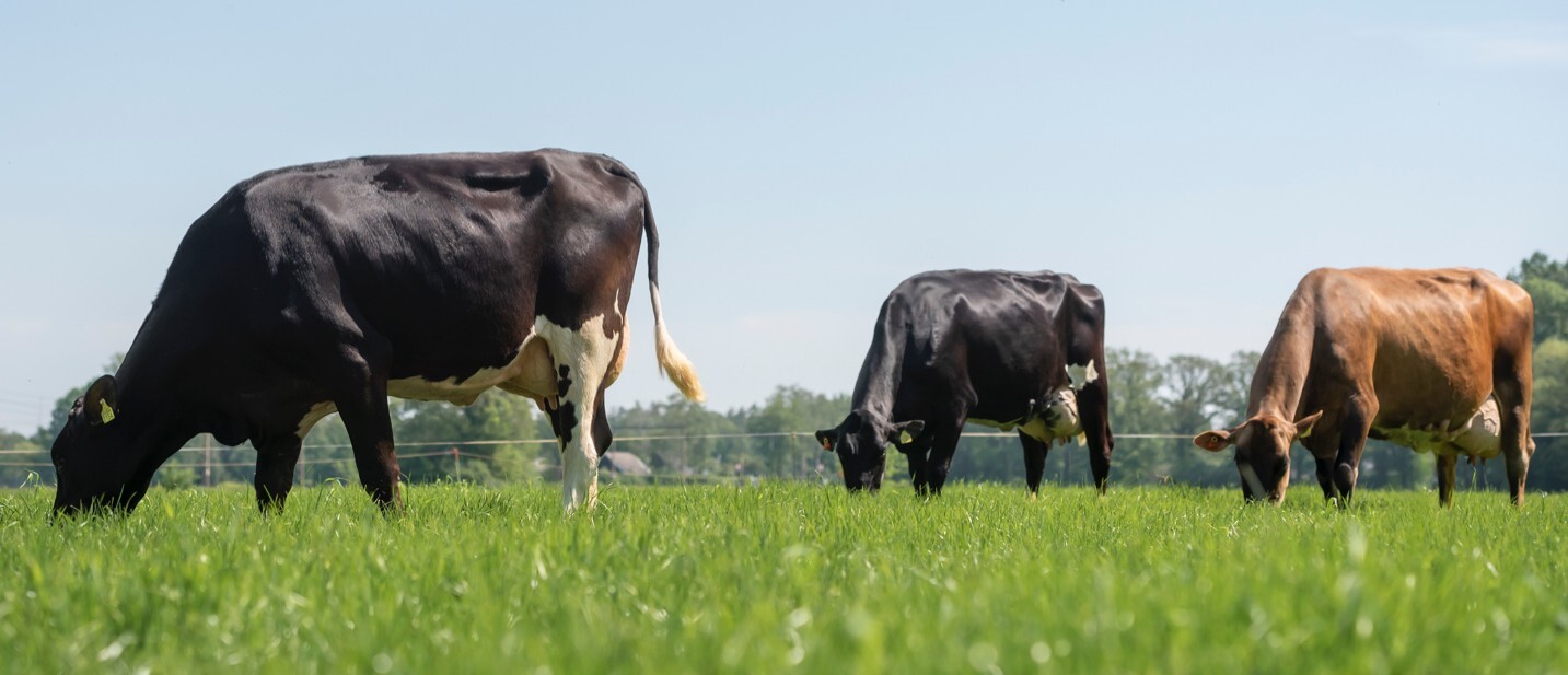 CRV Brown swiss