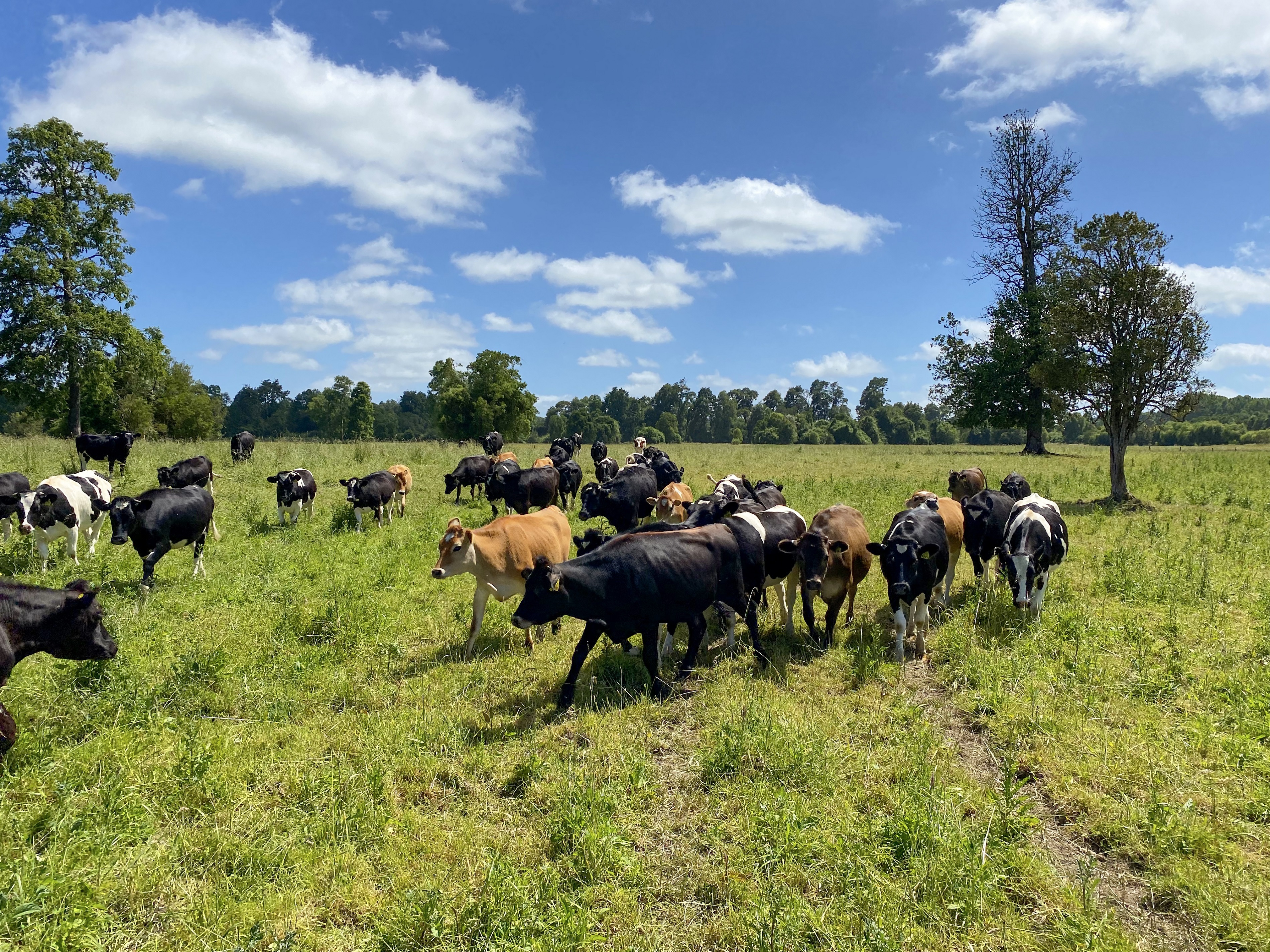 Latin America needs cows that convert grass efficiently