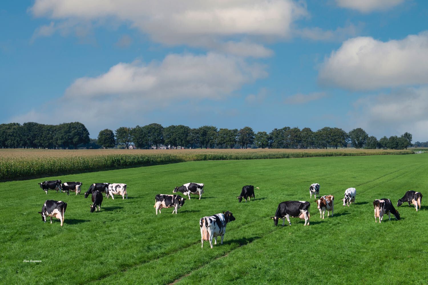 Nuevamente una mayor producción sostenible de por vida para vacas lecheras holandesas