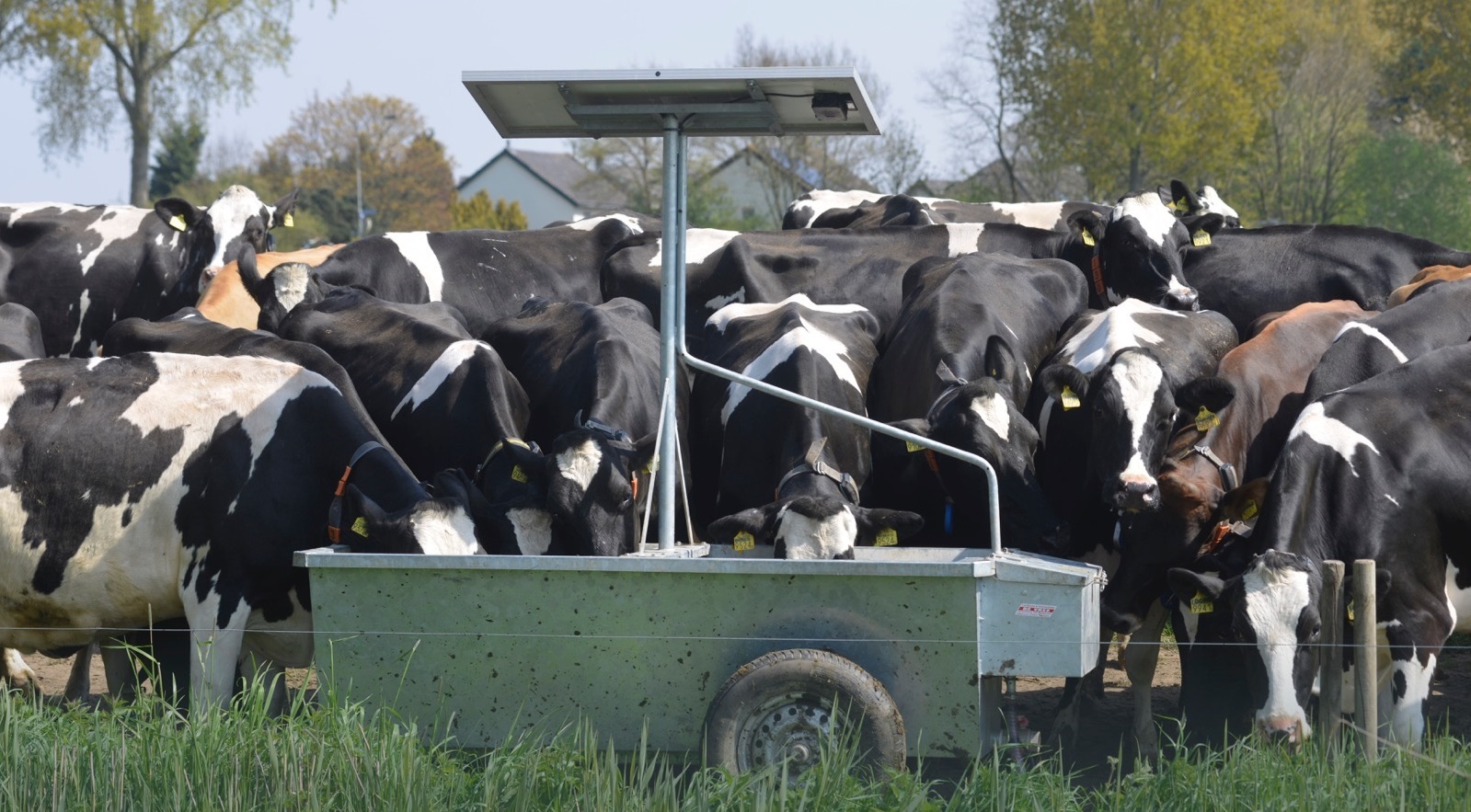 Wind en water houden koe koel op hete dagen