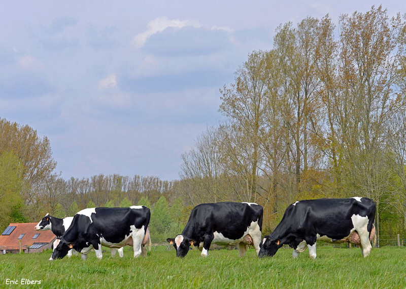 Celoživotná produkcia holandských dojníc opäť stúpla