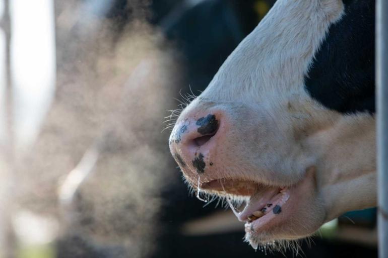 Methane Saved Breeding Value Published