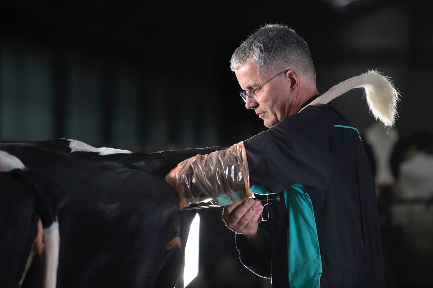 Kees Simons, melkveehouder Steenbergen, Nederland