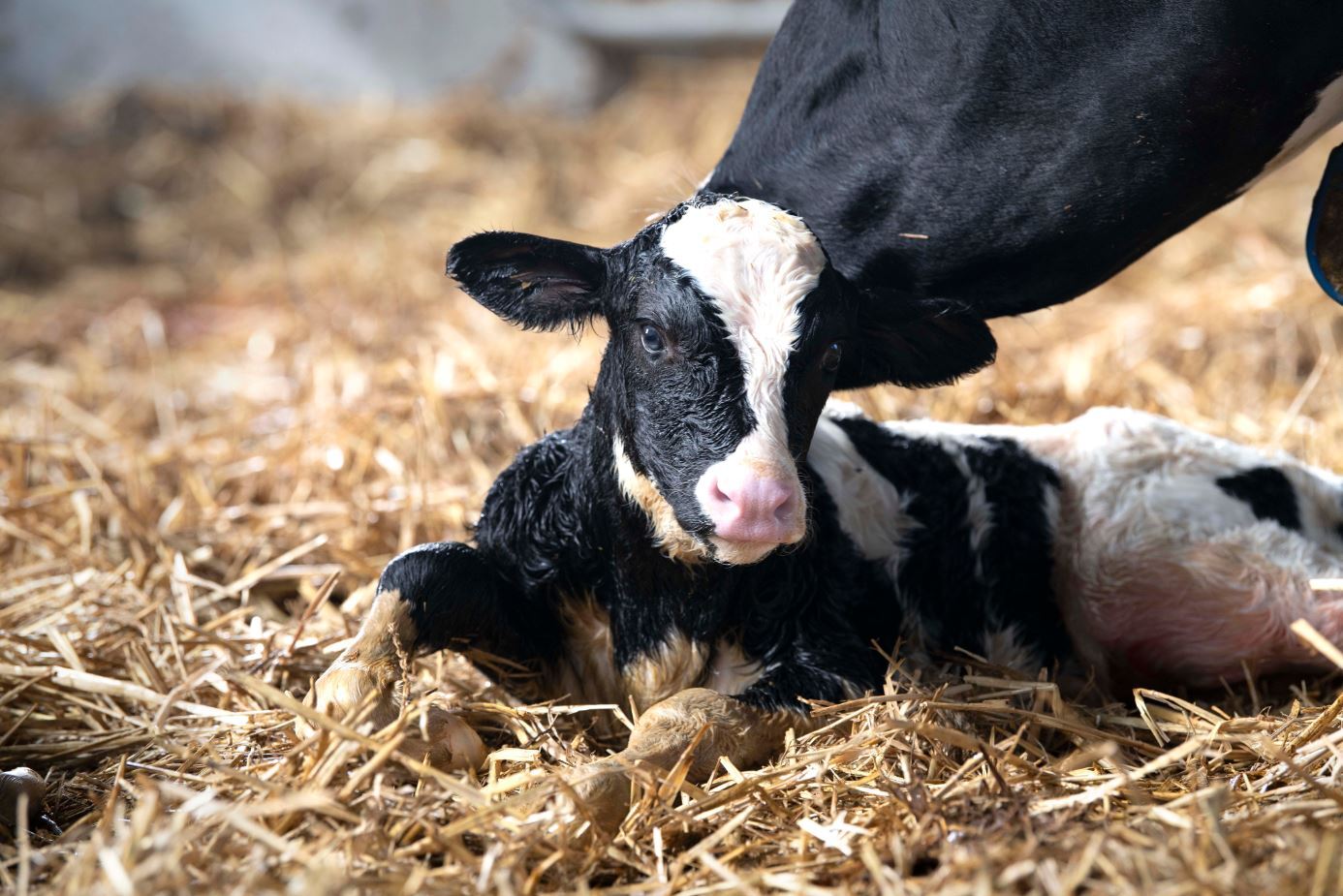 CRV Gezondheid voor een gezonde veestapel