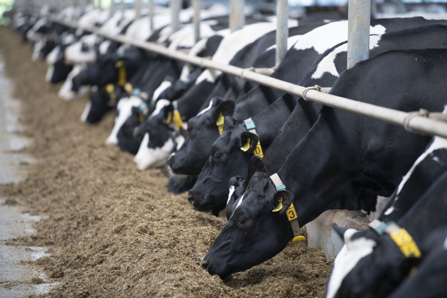 Farm consultant and dairy farmer Niels Achten about feed efficiency: “The economic importance of feed efficiency is steadily growing”