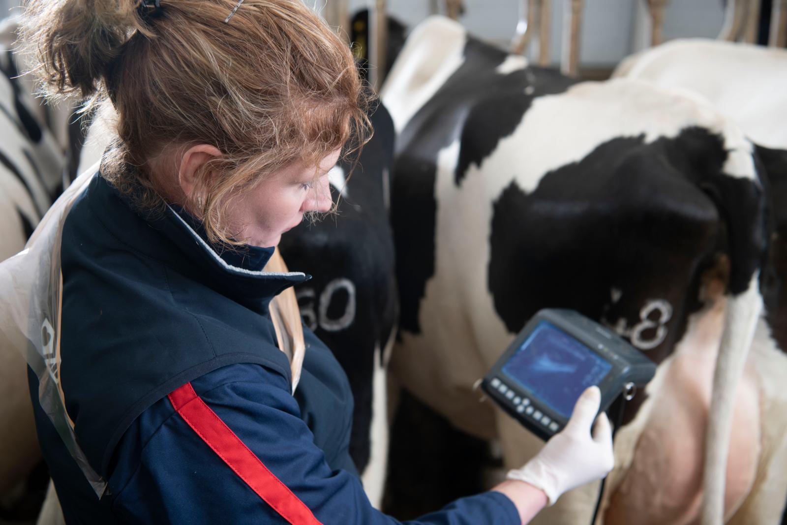 Veel drachten en beste koeien uit Satelliet en Elite bij Van Beek en Loon