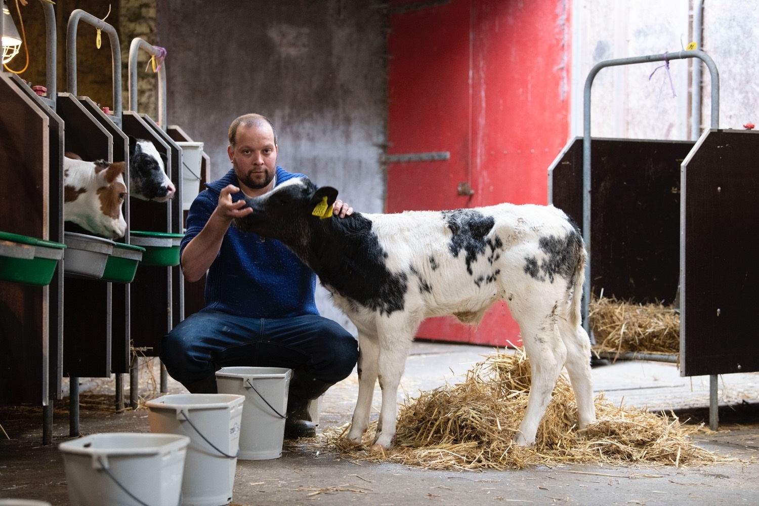 Veehouder Jan Willem bij zijn bwb gebruikskruisingskalf