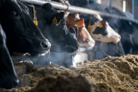 methane emissions from cows' breathing