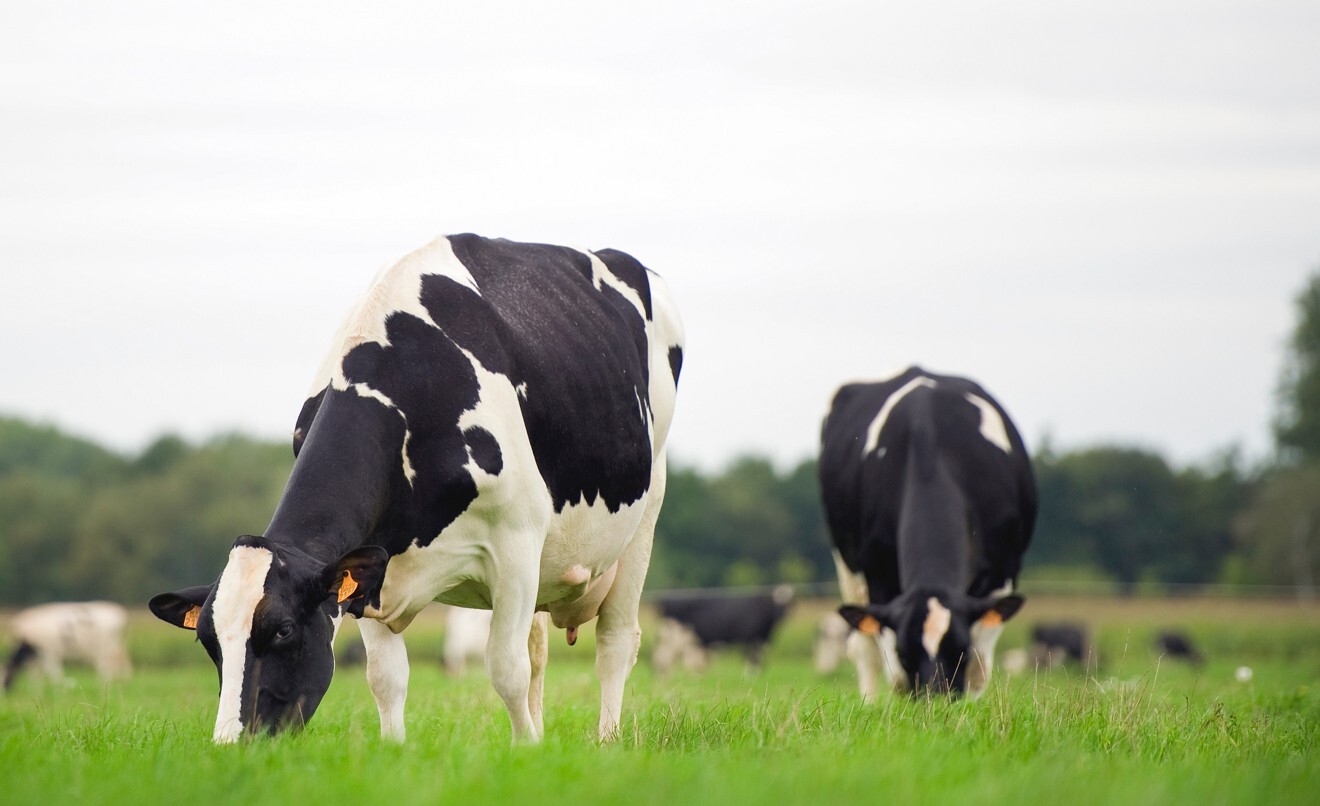 Semi-grazing system