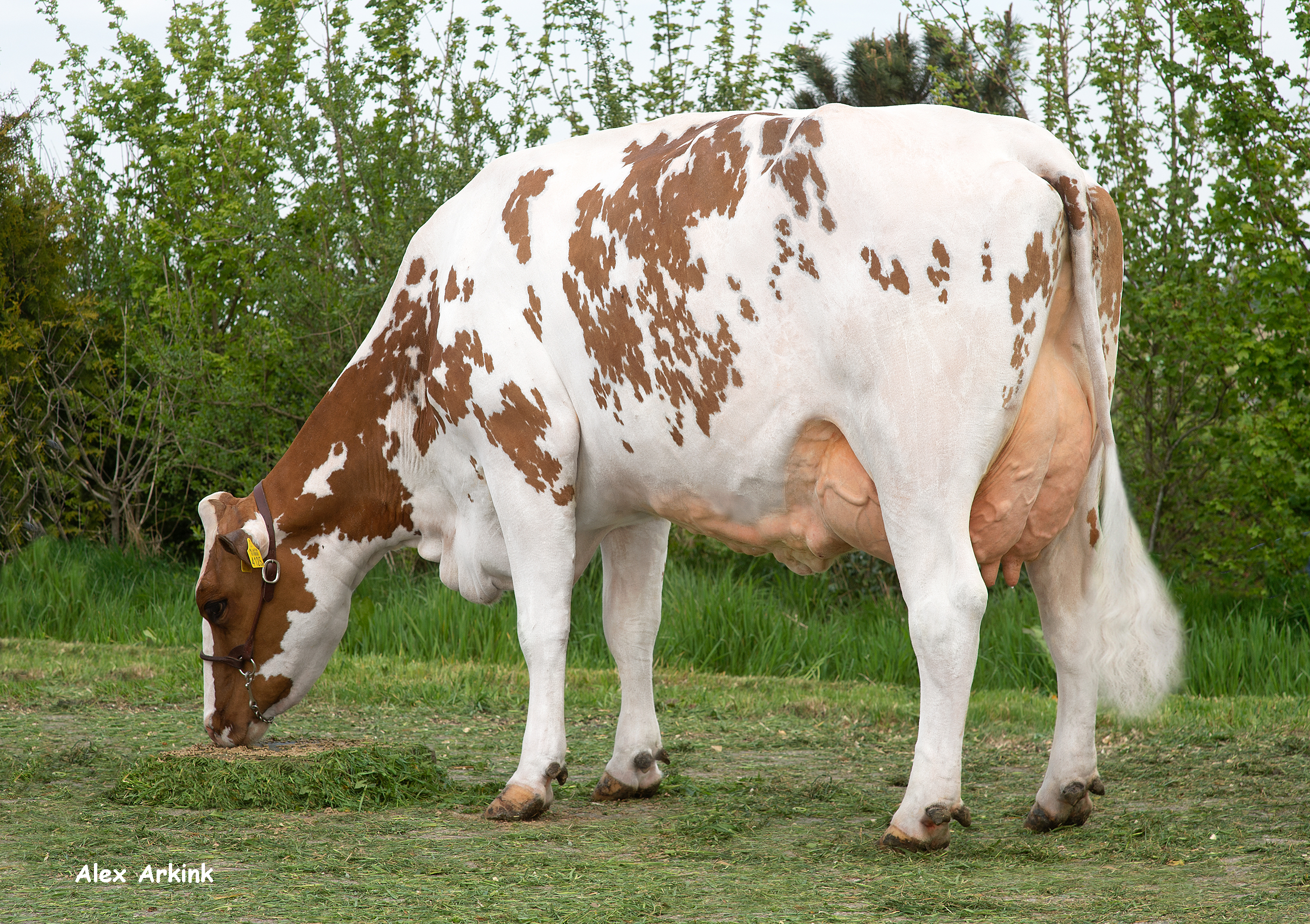 Daat 505 v. Bernard Ext. 86  AV - Productie 2.07 - 305 d. - 9248 kg melk – 4,16% Vet en 3,73% eiwit - 122+ lactatiewaarde.