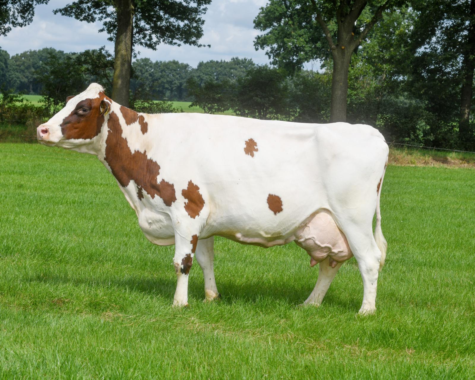 No-nonsensekoe Lauri krijgt drie sterren