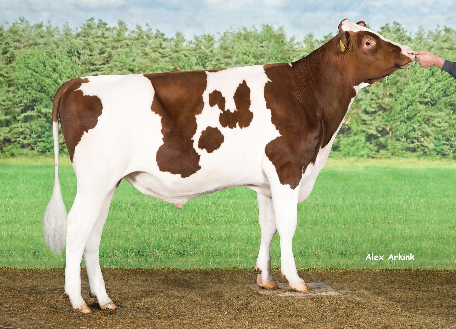 Aalshorst Rody-Red (Riverboy x Fanatic x Kylian)